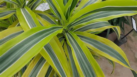 Dracaena Deremensis Lemon And Lime Wholesale Nursery Nurseries In