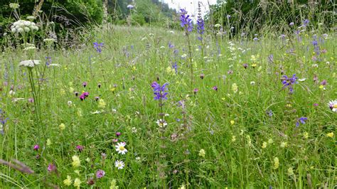 Blumenwiese Welche Pflanzenarten Erkennst Du Botanik Exkursionen