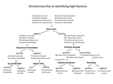 Bacteria Dichotomous Key Worksheet Printable Sheet Education