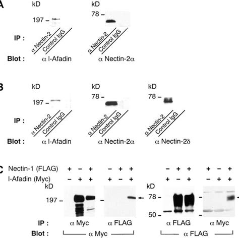 Structures Of The Full Length And Various Fragments Of L Afadin And