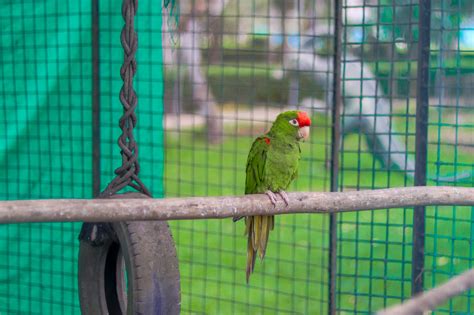 Loro Cabeza Roja Serpar Servicio De Parques De Lima