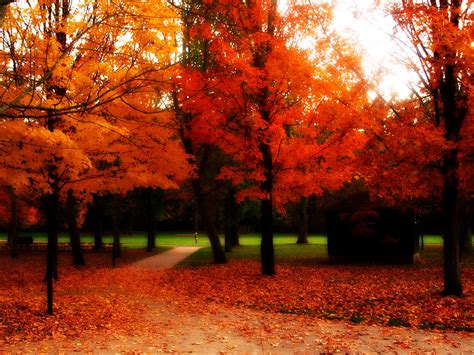 🔥 [188+] Fall Trees Backgrounds | WallpaperSafari