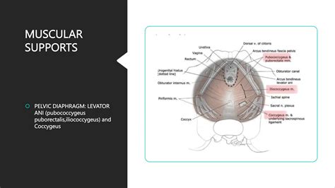 Anatomy of cervix | PPT