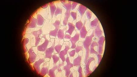 PLANT PHYSIOLOGY EXPERIMENTS - BIOLOGY4ISC