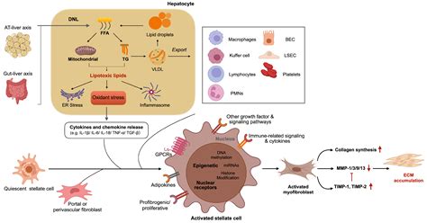 Ijms Free Full Text The Molecular Mechanisms Of Liver Fibrosis And