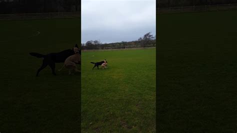 Pups Youtube