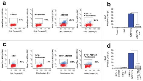 DS DNA Breaks Caused By AZD1775 And 5 FU Combination Therapy Can Be