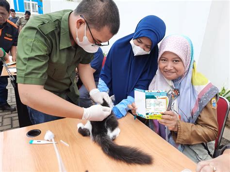 Cegah Rabies Tim Kesehatan Hewan Lakukan Vaksinasi Rabies Dinas