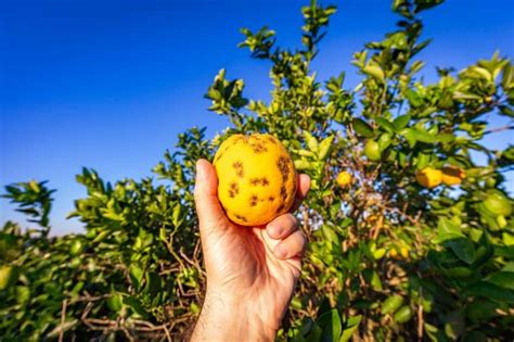 11 Citrus Tree Pests and Diseases That Can Destroy Your Grove