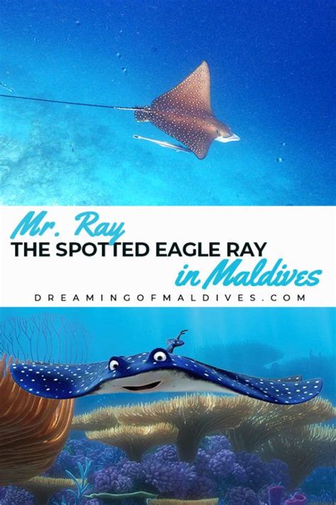 Mr Ray Nemo Character Eagle Ray In Real Life Maldives Finding Nemo Cast Spotted Eagle Ray