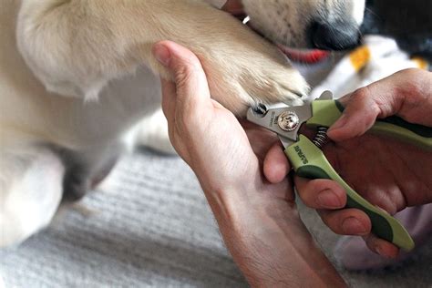 How To Safely Cut Dogs Nails Ph