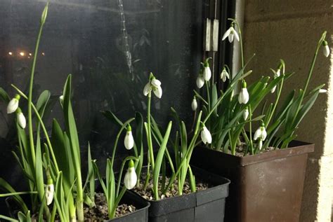 7 fleurs pour balcon qui l égayeront au cours de l hiver