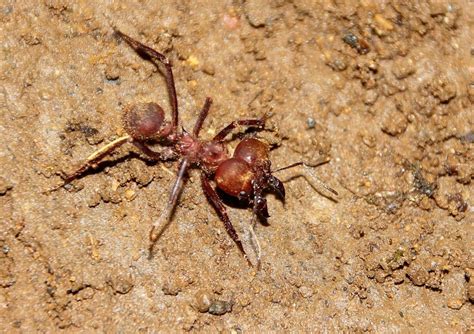 Quelques Fourmis Et Autres Du Nicaragua Et Du Costa Rica Adep