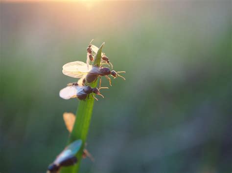 Sky Full Of Ants What Is Flying Ant Day And Why Does It Happen Wild