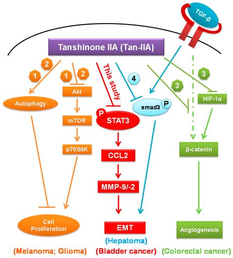 IJMS Free Full Text Tanshinone IIA Inhibits Epithelial Mesenchymal