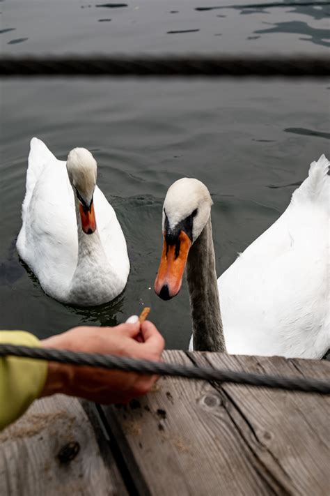 Swan Feeding Photos, Download The BEST Free Swan Feeding Stock Photos ...