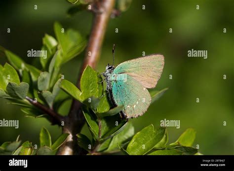 Green Hairstreak Butterfly Callophrys Rubi Uk Stock Photo Alamy