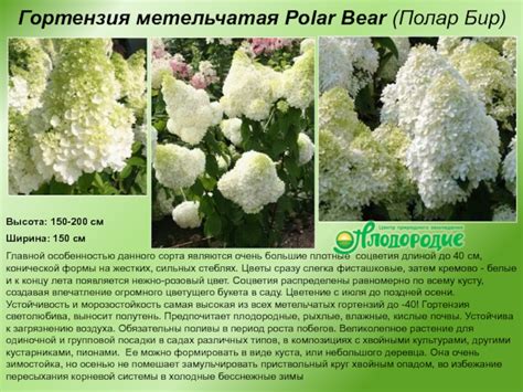 ГОРТЕНЗИИ презентация, доклад