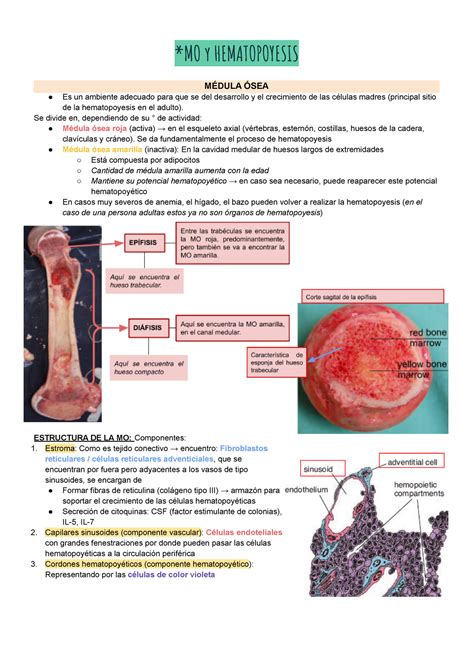 2 Médula ósea y Hematopoyesis teoría de video MO y HEMATOPOYESIS