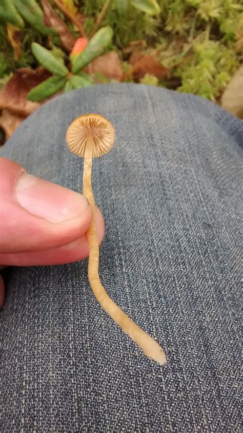 Wild Mushrooms Of Northern Wisconsin From Last October Mushroom