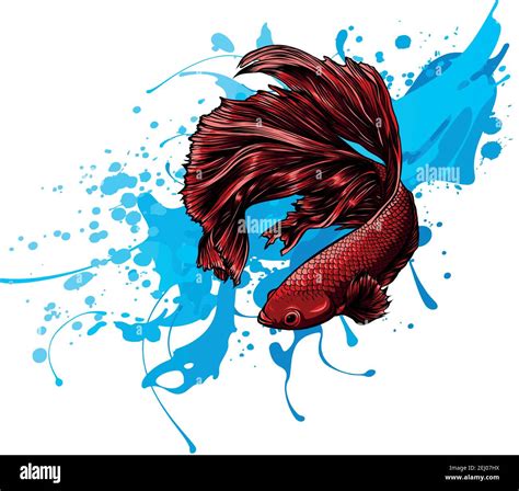 Koi Betta Fish Stock Vector Images Alamy