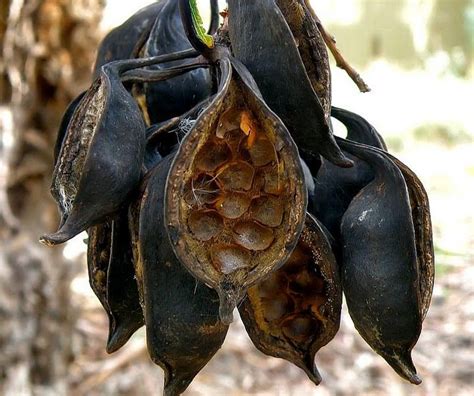 Brachychiton Seed Follicles Seed Pods Seeds Pods