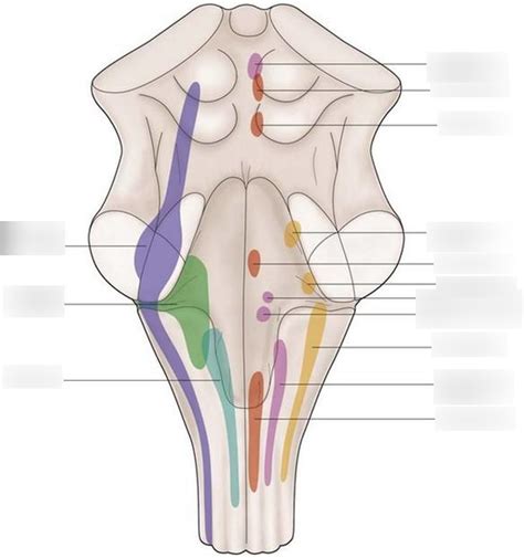 Neuroanatomy Exam Diagram Quizlet