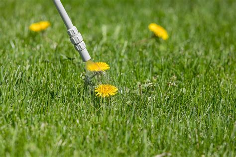 Weed control | City of Joondalup