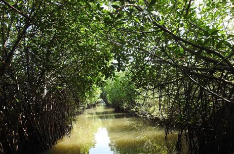 Pichavaram Mangrove Forest Chidambaram, Boating, Attraction