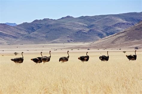 Universum schrägsten Vögel der Welt verblüffend anders