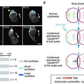 Examination Of The Actomyosin Based Cortical Tension During Cytokinesis