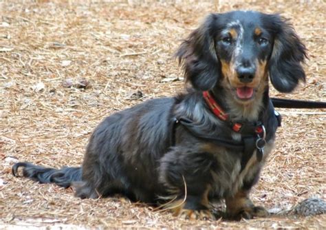 Our Miniature Long Haired Black And Tan Dapple Dachshund Hobbies And Interests Pinterest