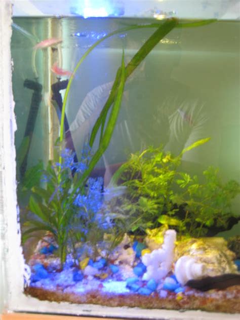 My Fresh Water Aquarium - Natural Planted Tank (Walstad Method ...