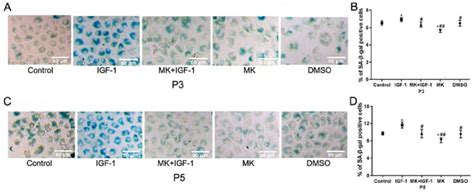 Effects of IGF 1 on SA β gal activity Senescent chondrocytes were