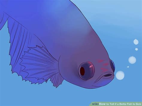 6 Ways To Tell If A Betta Fish Is Sick Wikihow