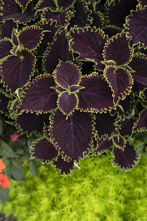 Colorblaze® Wicked Witch™ Coleus Scutellarioides Proven Winners