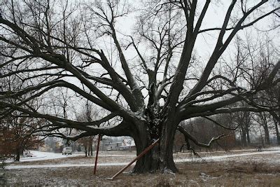 Kraina Wędrujących Wysp Lipa drobnolistna Tilia Cordata w Nowym