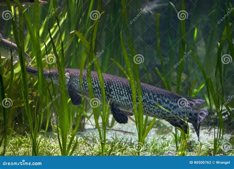 Shortnose Gar Lepisosteus Platostomus Stock Photo Image Of Nature