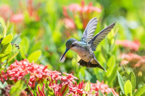 How To Create A Hummingbird Haven Fnhw Blog