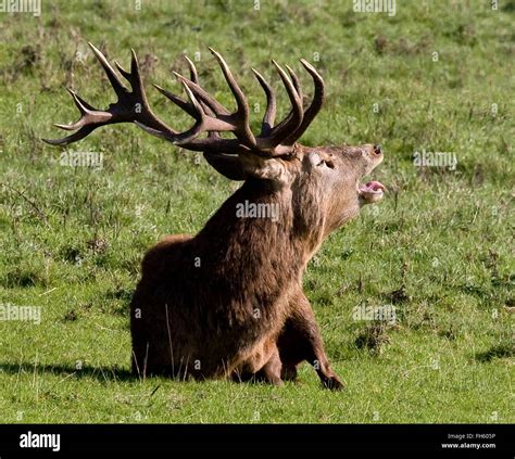 Ten Pointed Red Deer Stag Cervus Elaphus Bellowing In The Rutting