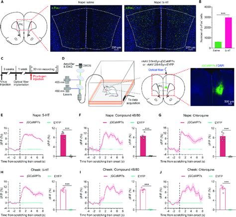 Neural Activity In The Prl Was Significantly Enhanced During