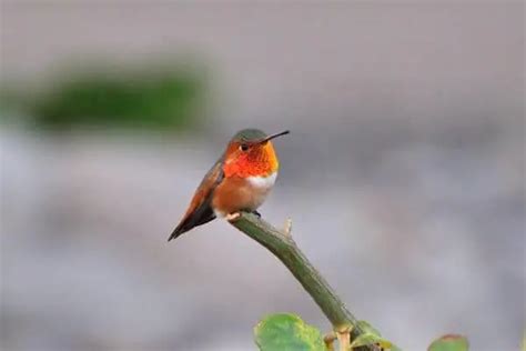 16 Hummingbirds In New Mexico Common Rare Golden Spike Company