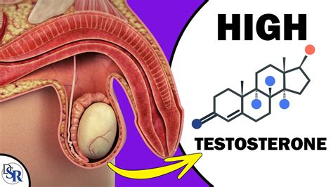 Does The Size Of Your Testicles Affect 𝐓𝐞𝐬𝐭𝐨𝐬𝐭𝐞𝐫𝐨𝐧𝐞 𝐋𝐞𝐯𝐞𝐥𝐬 Youtube