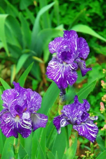 Best Fertilizers For Irises A Buyers Guide