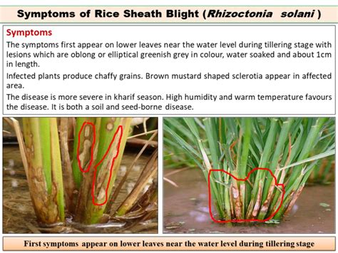 Symptoms Of Rice Sheath Blight Rhizoctonia Solani Disease