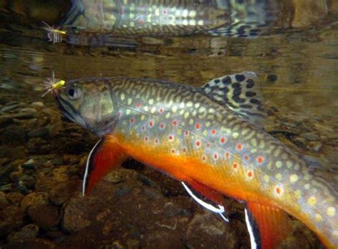 Fly Fishing Brook Trout