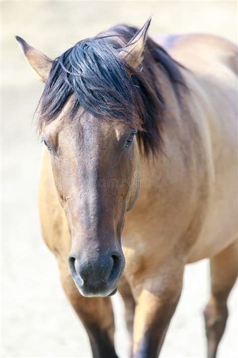 Buckskin Horse Close Up At Horse Hill Preserve Stock Photo Image Of