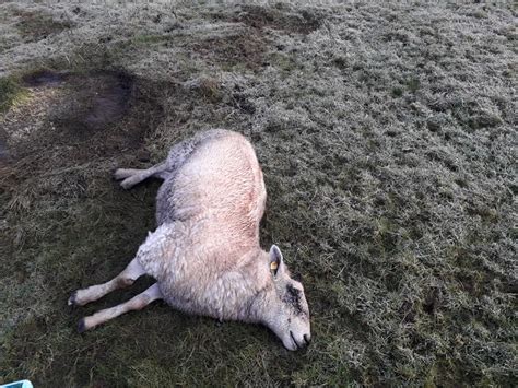 Graphic Lamb Decapitated Sheep Killed And Injured In Laois Dog Attack