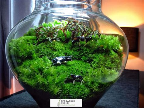 Pin By Terrariumscene On Terrarium Scene Growing Moss Miniature