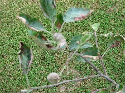 Apple Trees Dying Plantdoc
